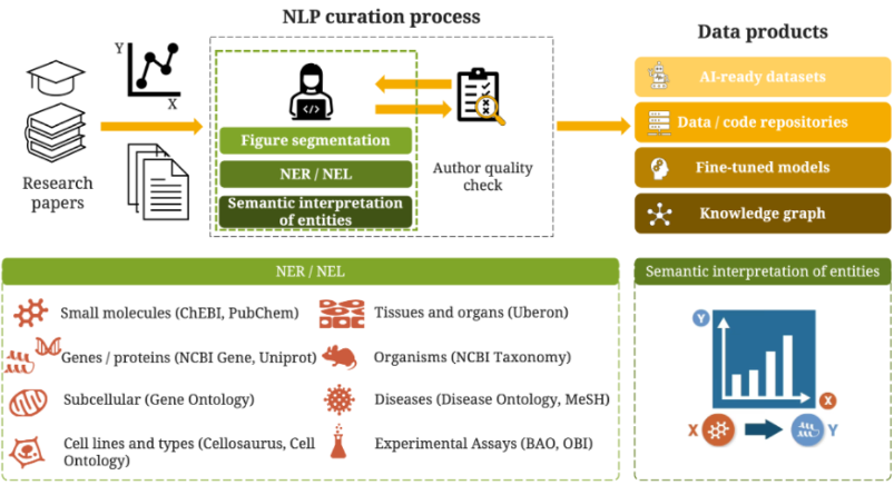 Workflow diagram showing the SourceData-NLP curation process. Research papers flow through figure segmentation, NER/NEL annotation, and semantic interpretation with author quality checks, producing AI-ready datasets, code repositories, fine-tuned models, and knowledge graphs. The diagram displays eight annotated entity types including small molecules, genes/proteins, subcellular components, cell lines/types, tissues/organs, organisms, diseases, and experimental assays, with semantic interpretation showing relationships between entities.